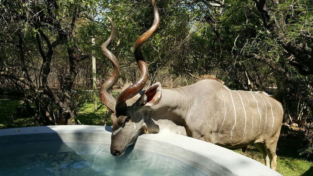 De Bruine Huis Marloth Park Exterior photo